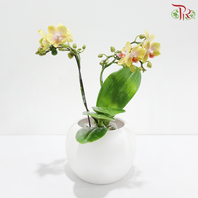 Mini Double Stems Phalaenopsis Orchid