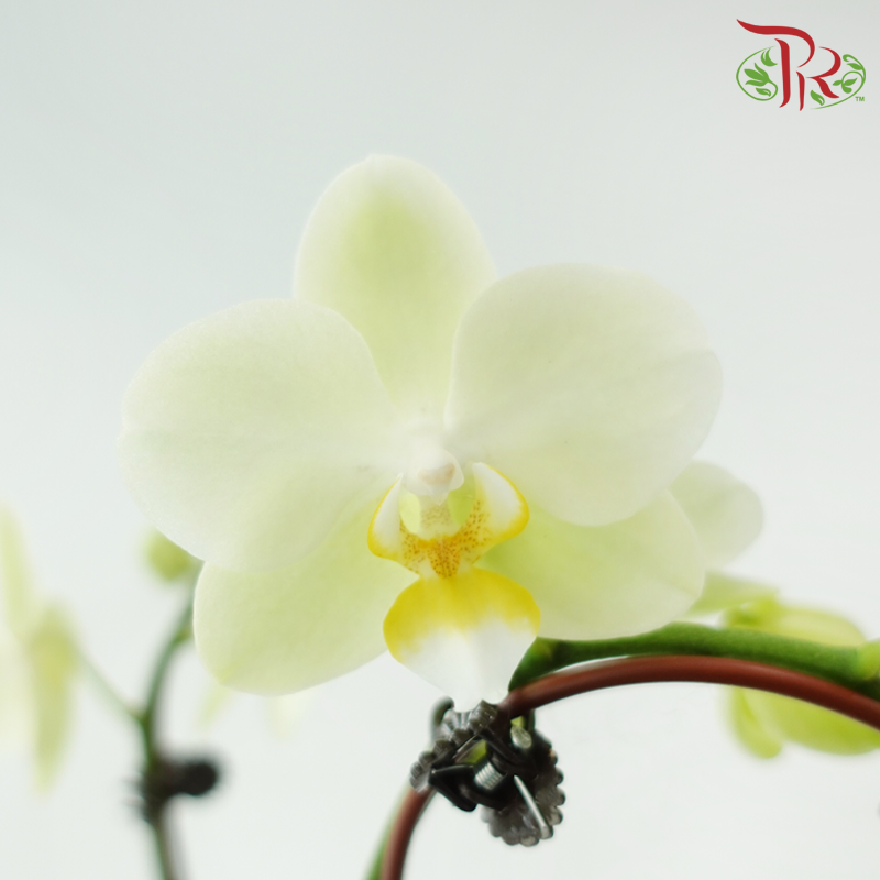 Phalaenopsis Orchid (Mini Double Stems) *With No Vase