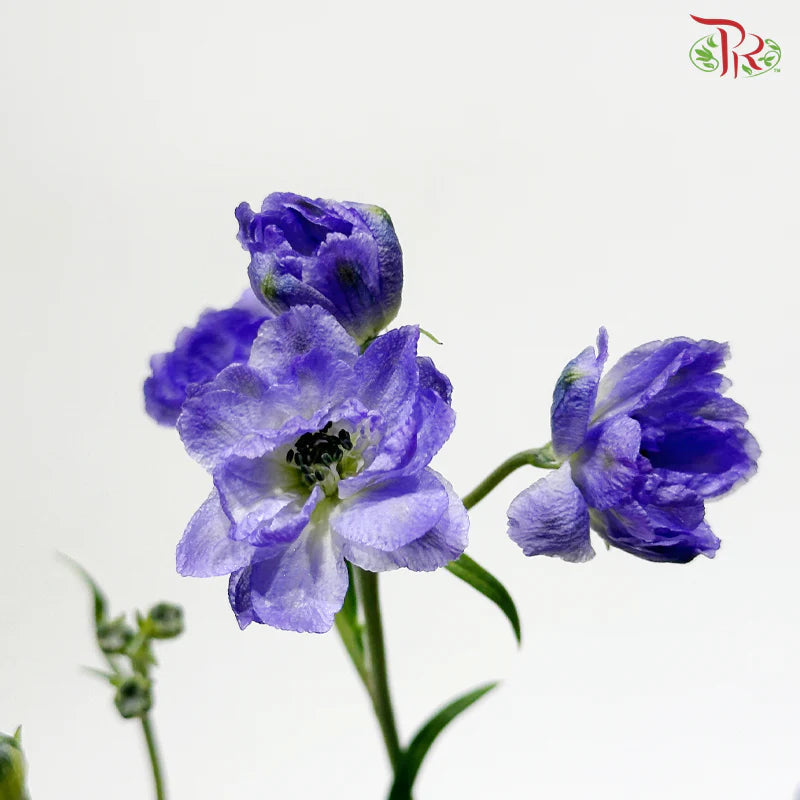Mini Delphinium Double Petals