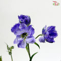 Mini Delphinium Double Petals