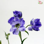 Mini Delphinium Double Petals