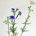 Mini Delphinium Double Petals