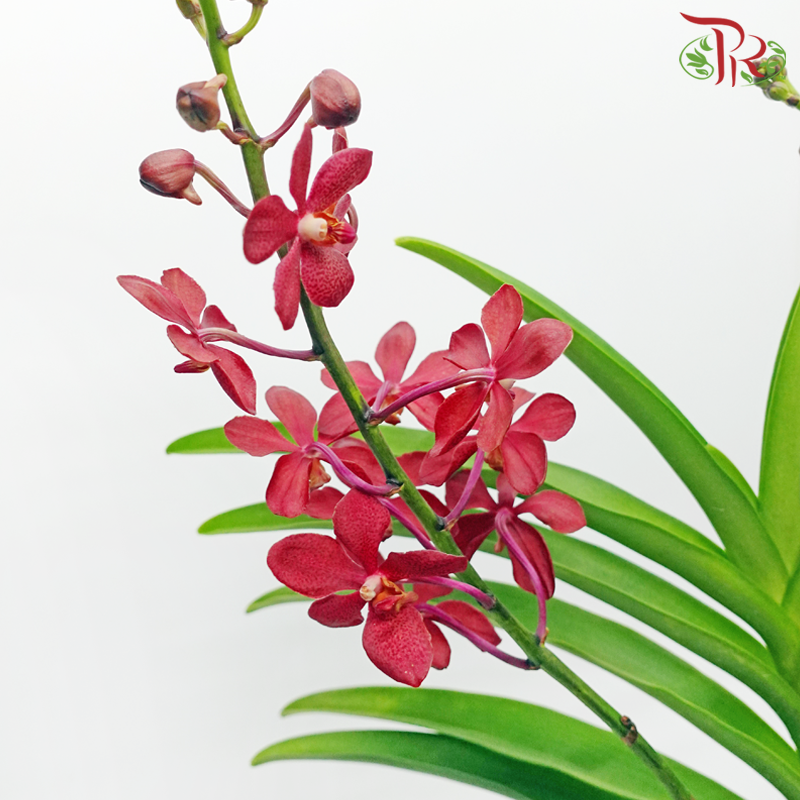 Mokara Orchids《微笑蘭花》- Red - Pudu Ria Florist