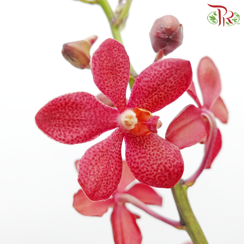 Mokara Orchids《微笑蘭花》- Red - Pudu Ria Florist