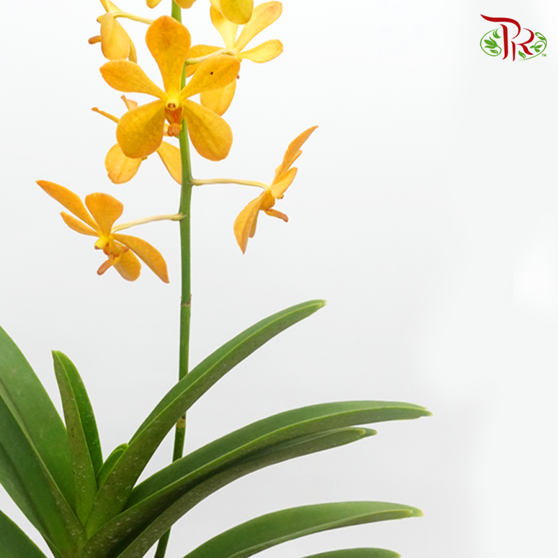 Mokara Orchids《微笑蘭花》- Orange - Pudu Ria Florist