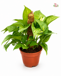 Money Plant (1Ft)- Epipremnum Aureum《万年青》