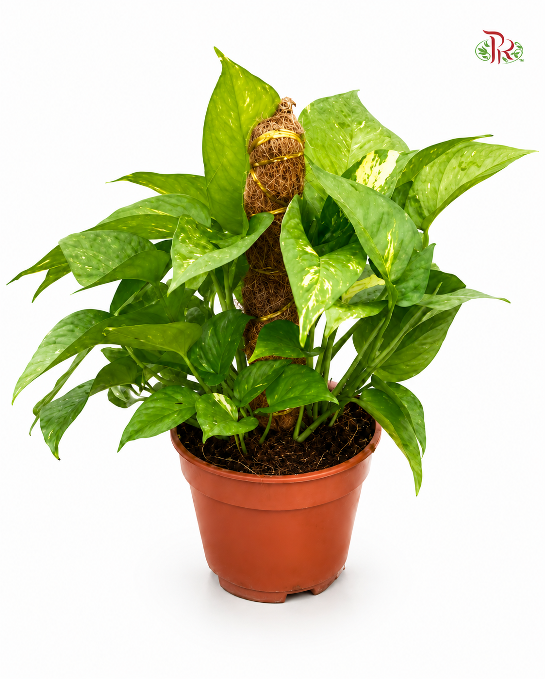 Money Plant (1Ft)- Epipremnum Aureum《万年青》