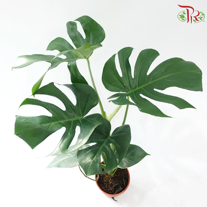 Monstera Deliciosa 150P《龟背竹》