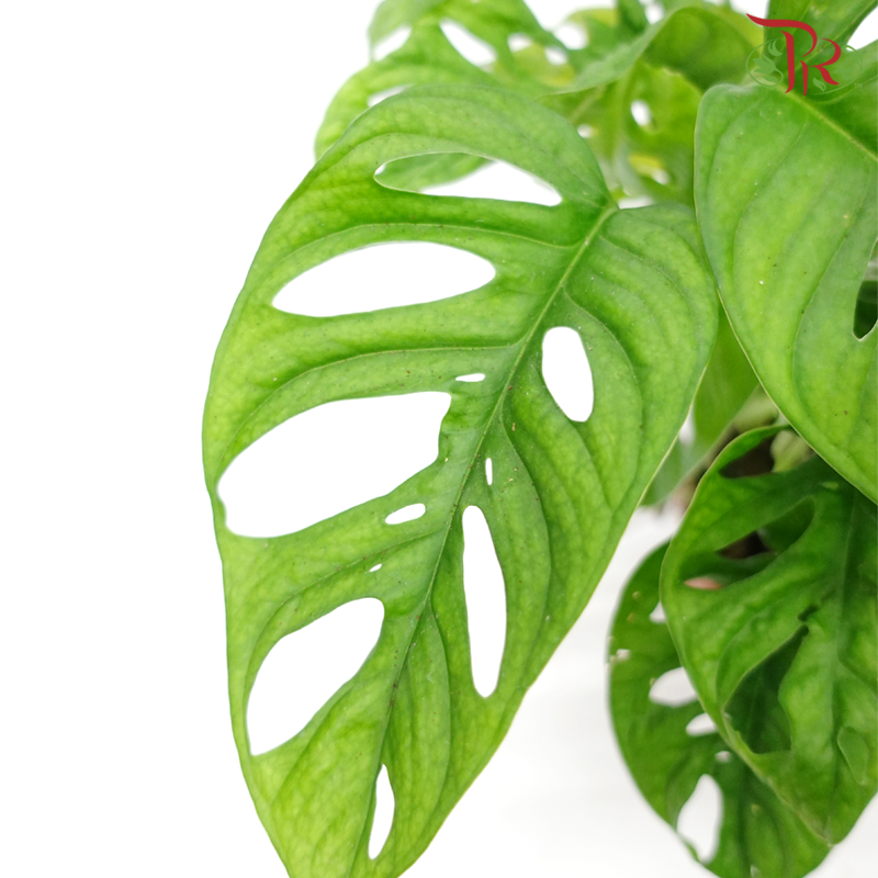 Monstera Obliqua Expilata《袖珍龟背叶》 - Pudu Ria Florist