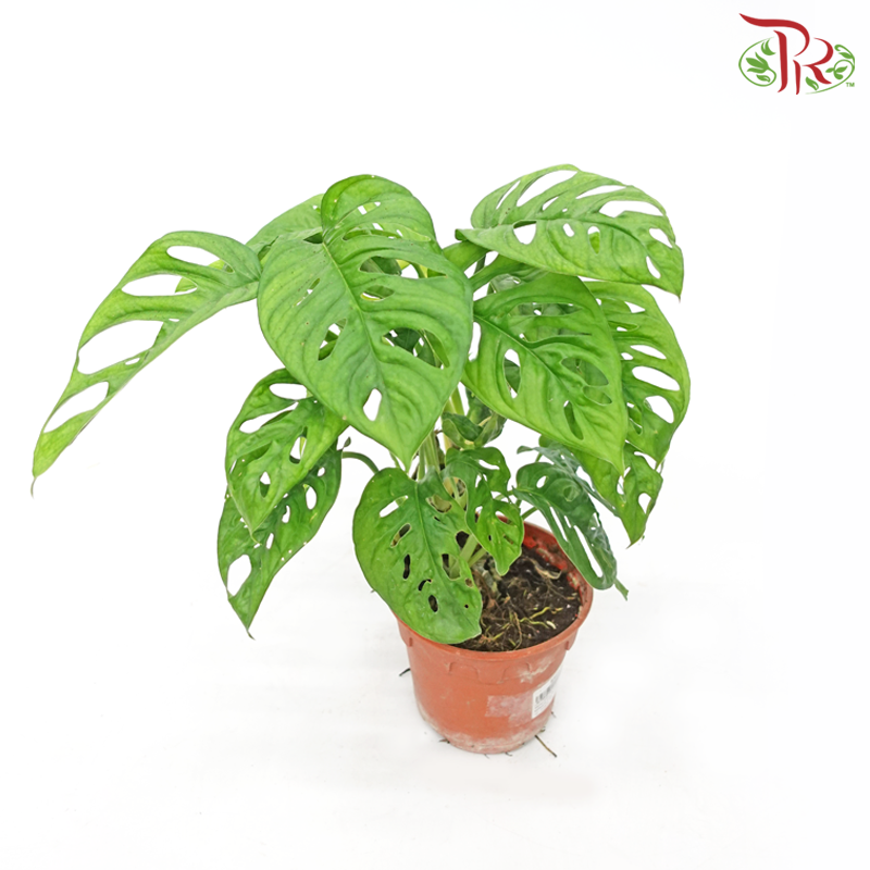 Monstera Obliqua Expilata《袖珍龟背叶》 - Pudu Ria Florist