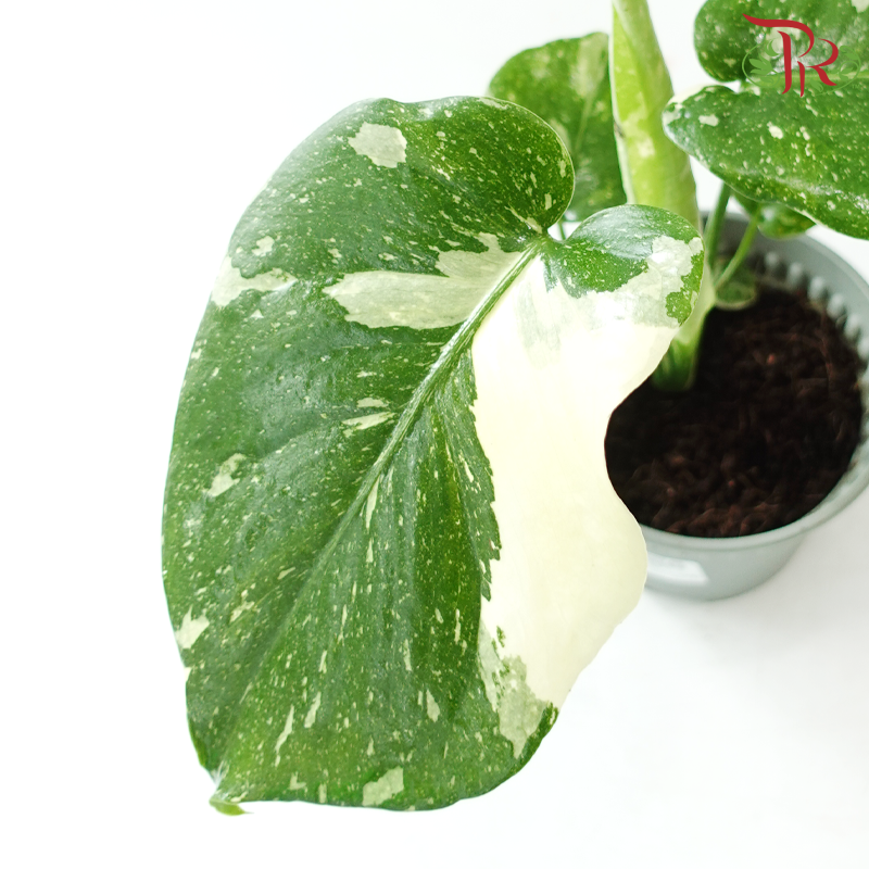 Monstera Thai Constellation P120《泰国金洒龟背竹》