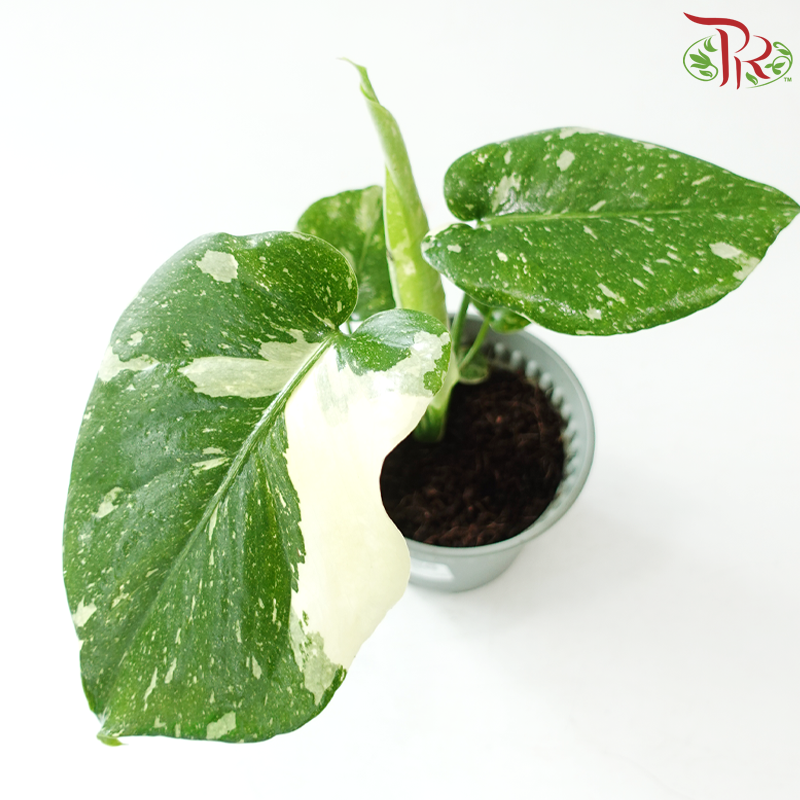 Monstera Thai Constellation P120《泰国金洒龟背竹》