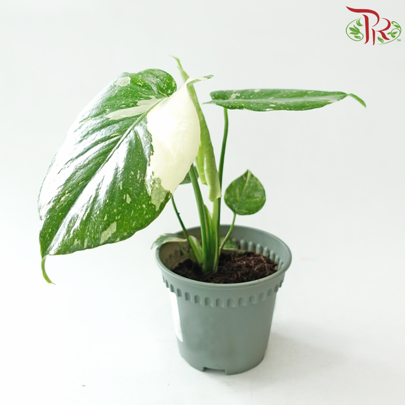 Monstera Thai Constellation P120《泰国金洒龟背竹》