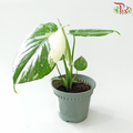 Monstera Thai Constellation P120《泰国金洒龟背竹》