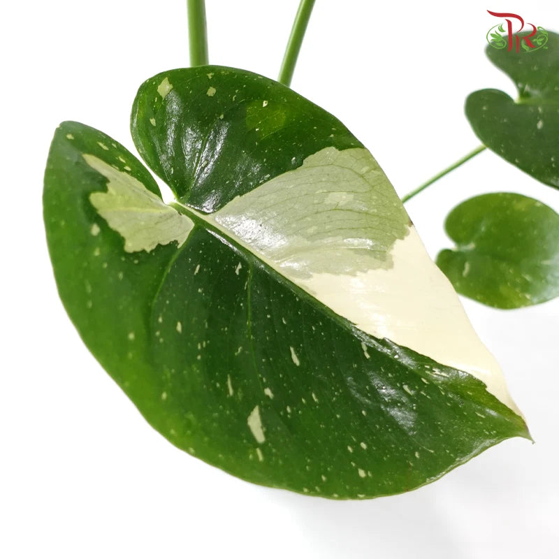 Monstera Thai Constellation P180《泰国金洒龟背竹》