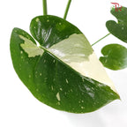 Monstera Thai Constellation P180《泰国金洒龟背竹》