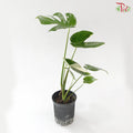 Monstera Thai Constellation P180《泰国金洒龟背竹》