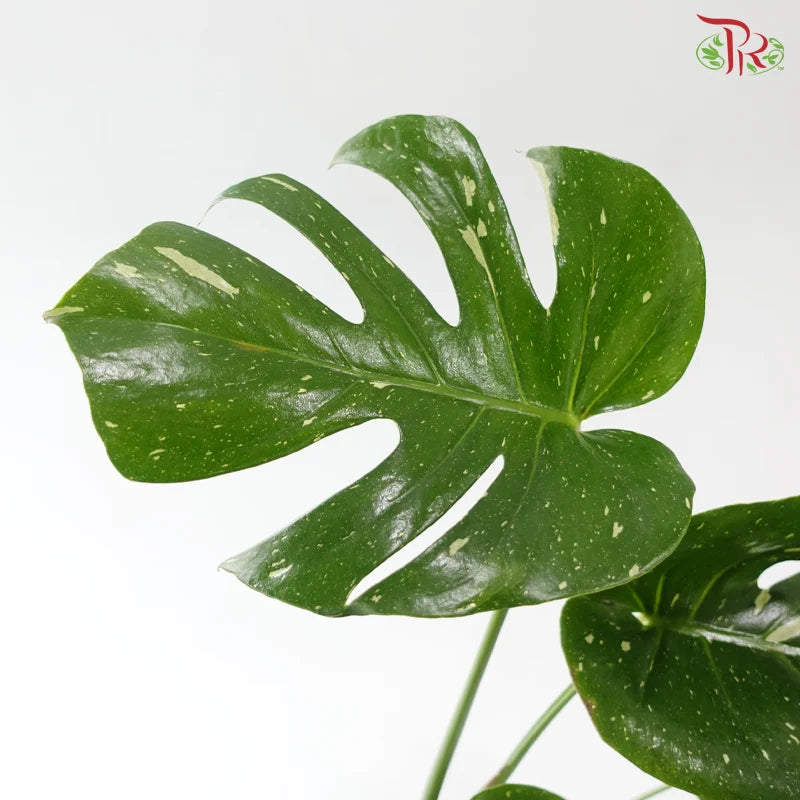 Monstera Thai Constellation P180《泰国金洒龟背竹》