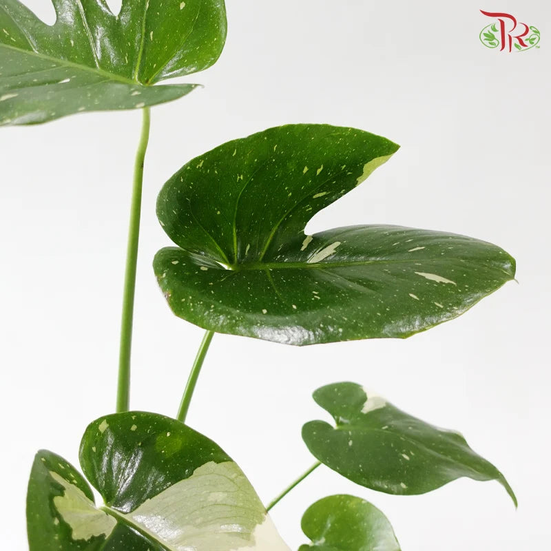 Monstera Thai Constellation P180《泰国金洒龟背竹》