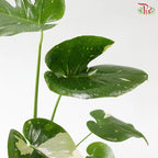 Monstera Thai Constellation P180《泰国金洒龟背竹》