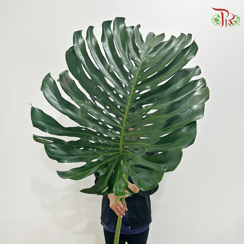 Monstera Leaf