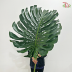 Monstera Leaf