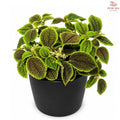 Pilea Moon Valley J01