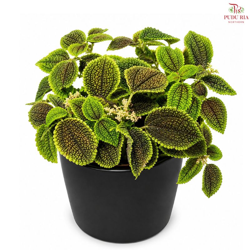Pilea Moon Valley J01