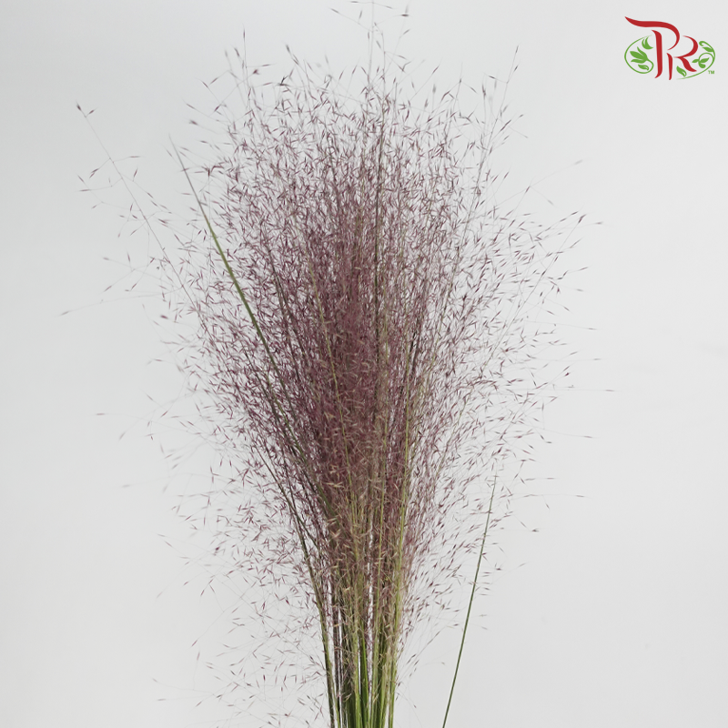 Muhlenbergia Capillaris
