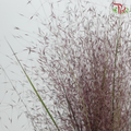 Muhlenbergia Capillaris