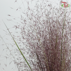 Muhlenbergia Capillaris