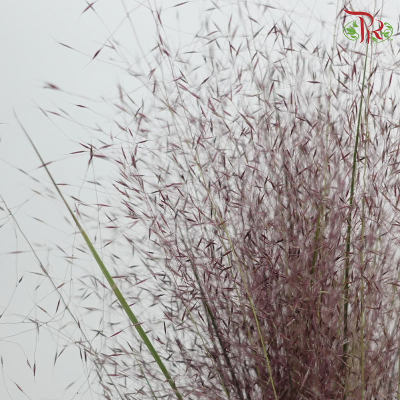 Muhlenbergia Capillaris