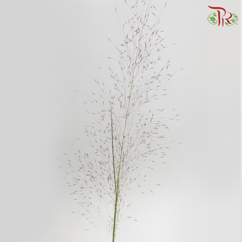Muhlenbergia Capillaris