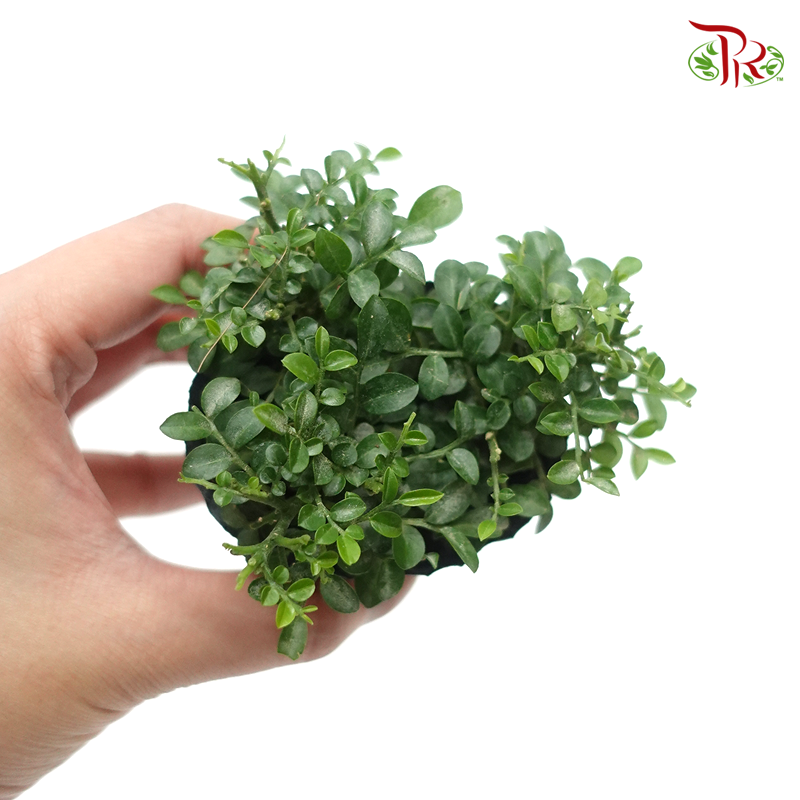 Murraya Dwarf – P60  《矮九里香》 - Pudu Ria Florist