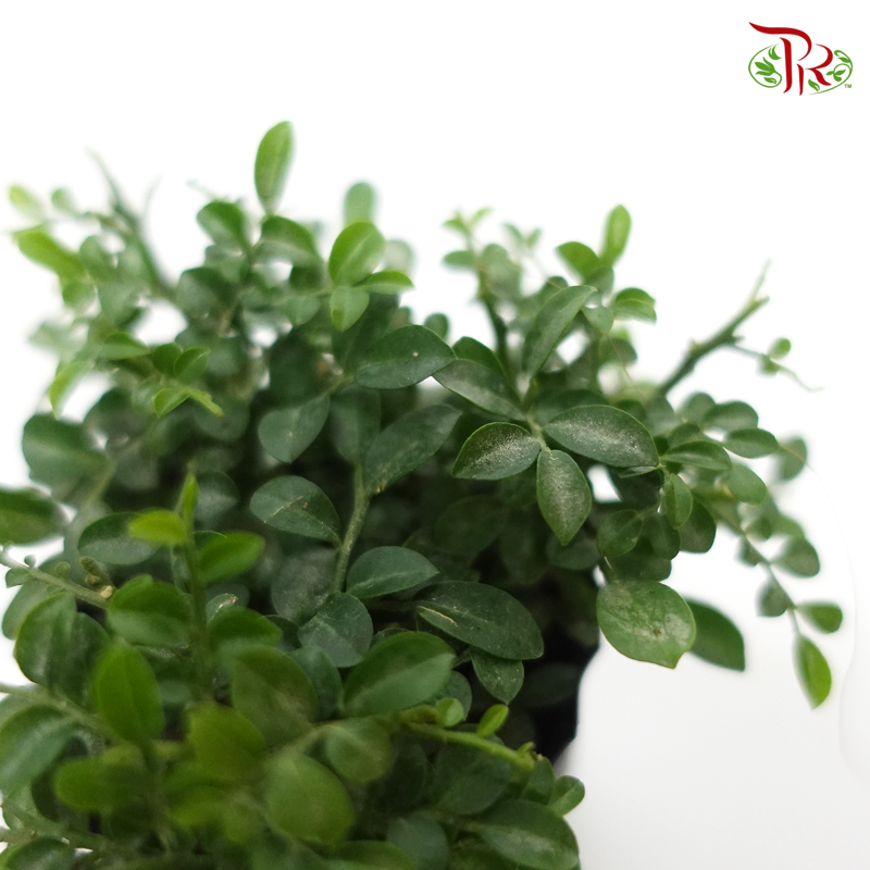 Murraya Dwarf – P60  《矮九里香》 - Pudu Ria Florist