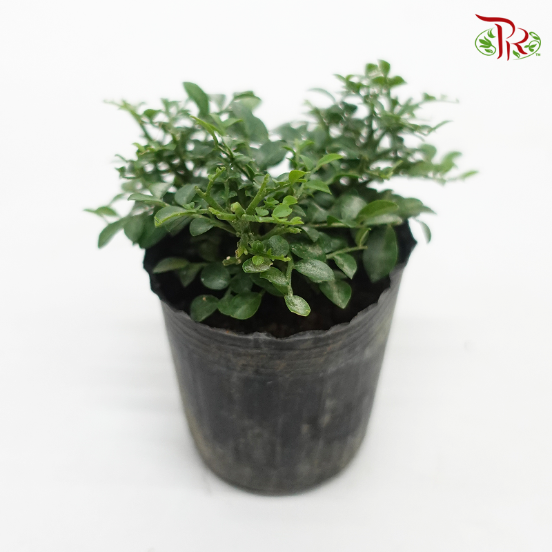 Murraya Dwarf – P60  《矮九里香》 - Pudu Ria Florist
