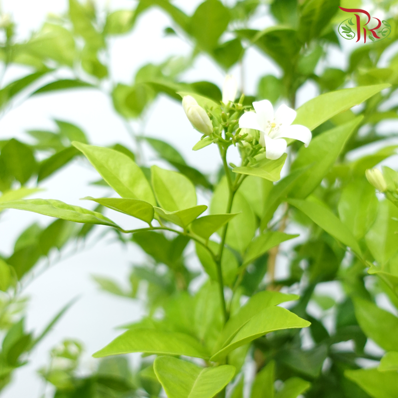 Murraya Paniculata《九里香》- In Polybag