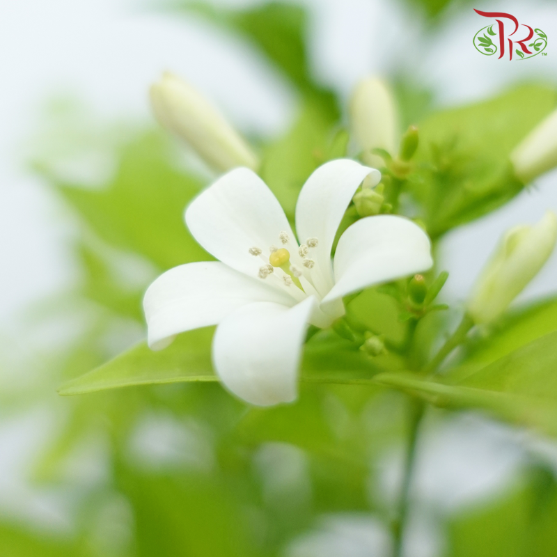 Murraya Paniculata《九里香》- In Polybag