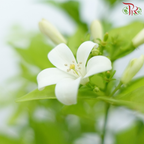 Murraya Paniculata 100/120cm《九里香》H08