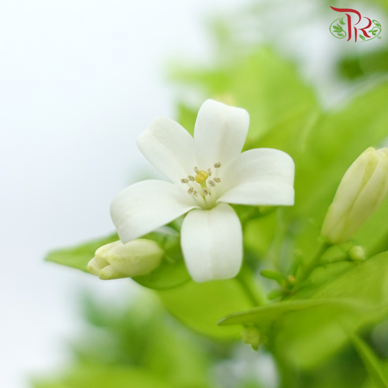 Murraya Paniculata《九里香》- In Polybag