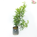 Murraya Paniculata 100/120cm《九里香》H08