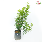 Murraya Paniculata 100/120cm《九里香》H08
