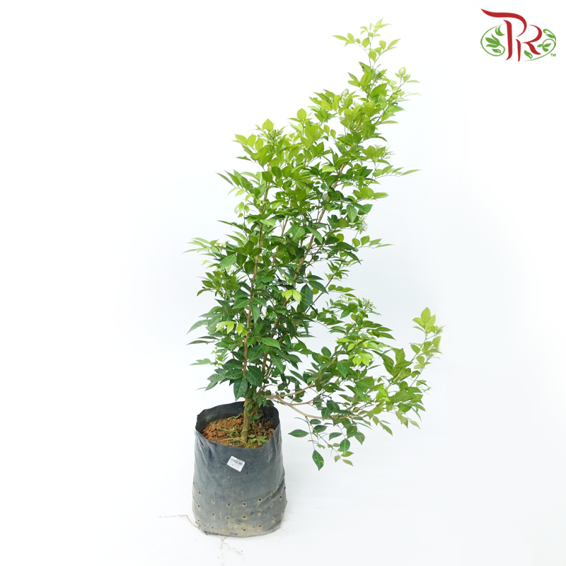 Murraya Paniculata《九里香》- In Polybag