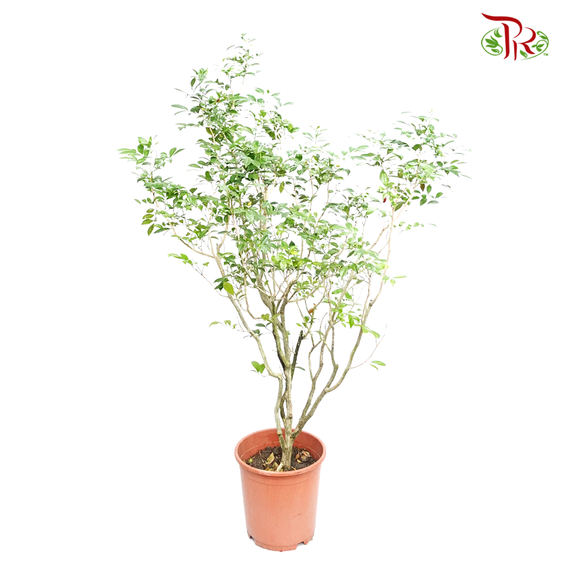 Murraya Paniculata  《九里香》 - Pudu Ria Florist
