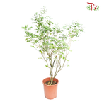 Murraya Paniculata  《九里香》 - Pudu Ria Florist