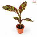 Musa Flower Tiger P120《花虎芭蕉 》