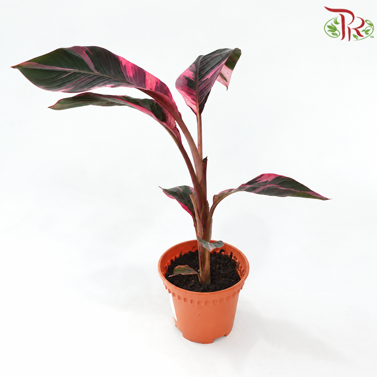 Musa Nono Hot Pink Variegata P120《粉红香蕉》