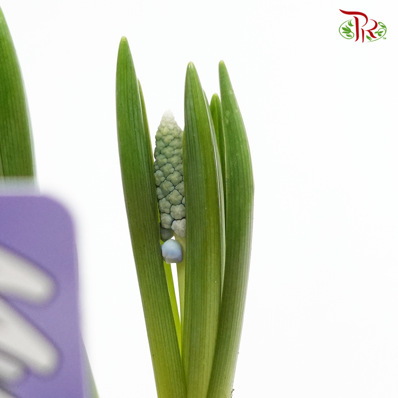 Muscari Early Bird  《篮精灵》 - Pudu Ria Florist