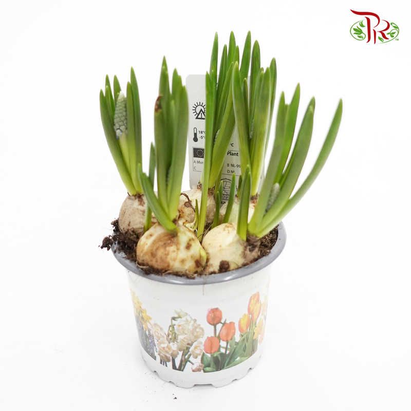 Muscari Early Bird  《篮精灵》 - Pudu Ria Florist