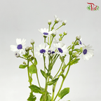 Pericallis